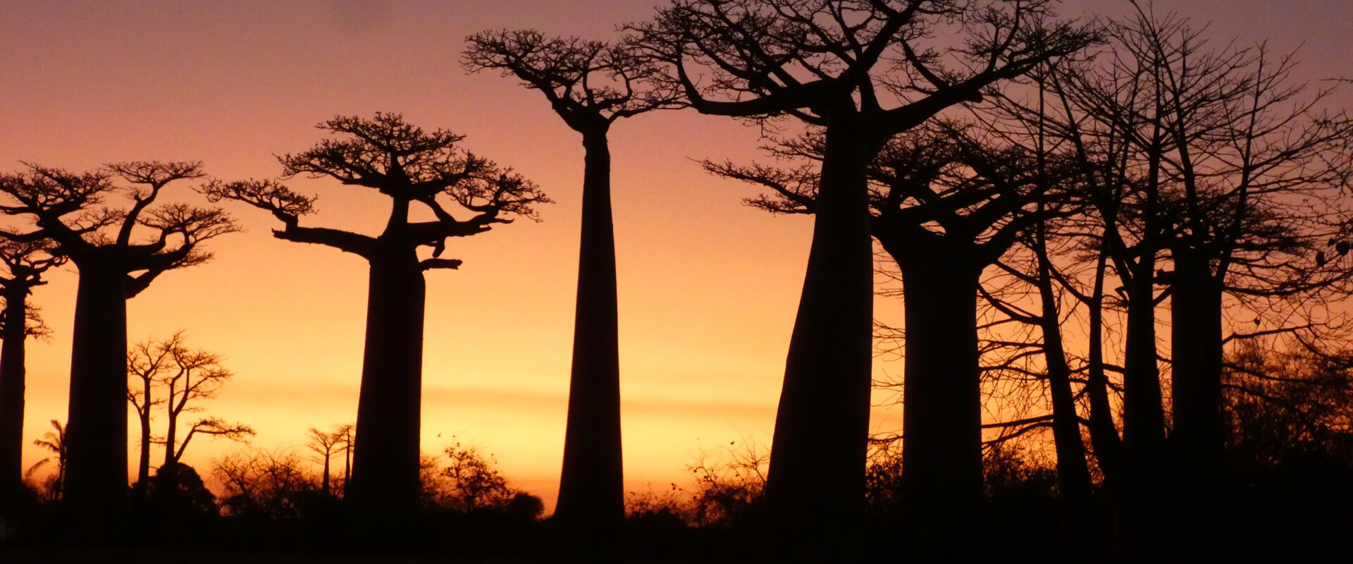 Baobabs