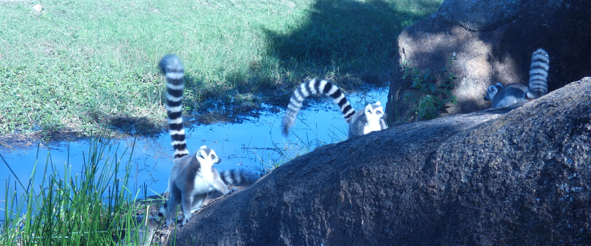 Lemurs