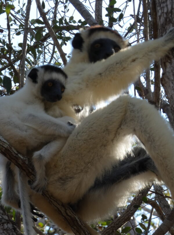 Madagascar tour photo, Tsingy Tours