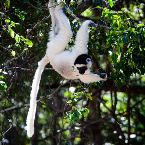 Sifaka lemur at Kirindy Forest, Madagascar