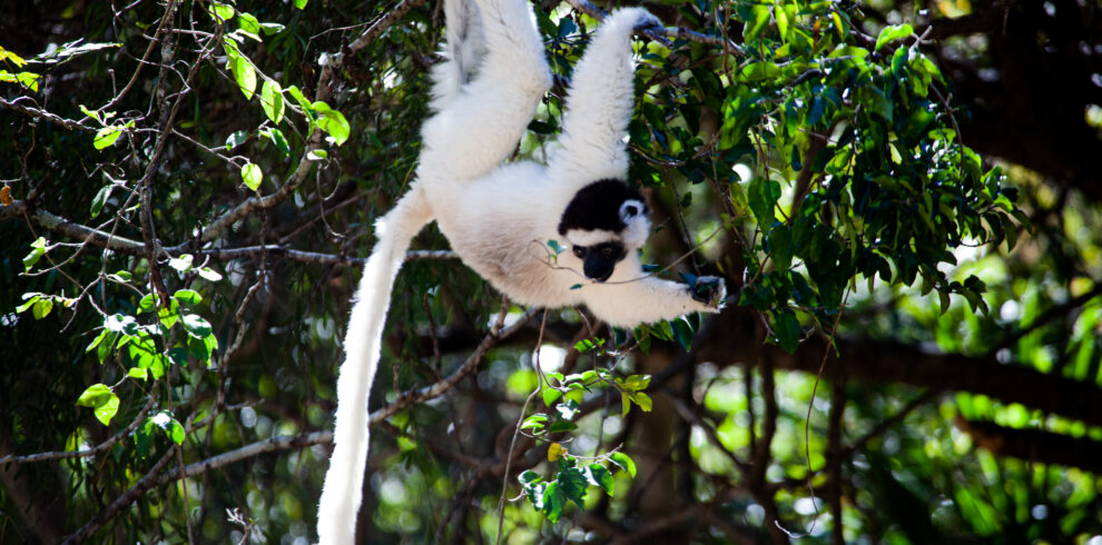 Sifaka lemur at Kirindy Forest, Madagascar